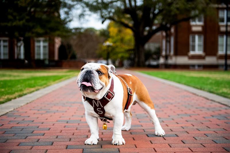 Dak Bulldog 