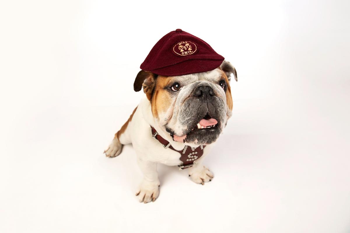 Bully with hat